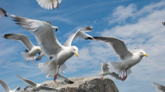 © John Baxter © John Baxter