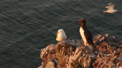 Watching the sunrise © Colin Moffat
