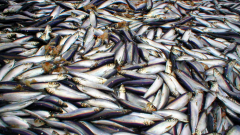 FRV Scotia catch of herring FRV Scotia catch of herring