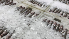 Fish at Peterhead fish market