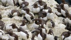 Common guillemot at Fowlsheugh RSPB reserve. © Lorne Gill/NatureScot.