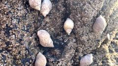 Dog whelks. Photo by H. Anderson.