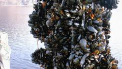 Mussel farm