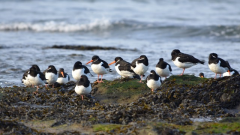 Eurasian oystercatchers at North Berwick © John Baxter