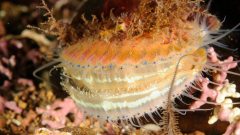 Queen scallop on maerl bed © Ben James, NatureScot Queen scallop on maerl bed © Ben James, NatureScot