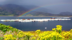 Salmon farm in Loch Ailort. Photo by Daniel Stuart © Crown.