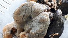 Carpet sea squirt on shellfish © Marine Scotland.