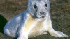 Figure 1: Fasting grey seal pups on the Isle of May Figure 1: Fasting grey seal pups on the Isle of May
