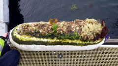 Biofouling on yacht fender