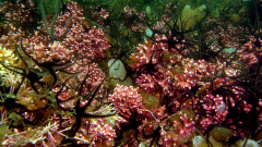 A tidal formed maerl bed in Loch Sween © Nick Kamenos