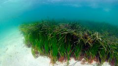 Seagrass bed in the Sound of Barra © Ben James, NatureScot Seagrass bed in the Sound of Barra © Ben James, NatureScot