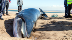 Minke whale, Tentsmuir beach © James Grecian Minke whale, Tentsmuir beach © James Grecian